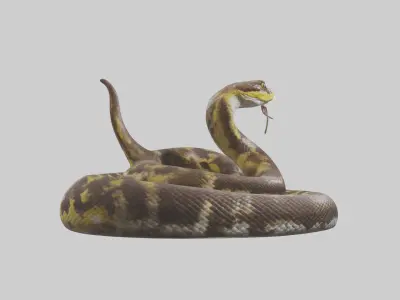 Burmese Python coiled model Low-poly 3D model