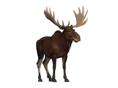Moose Low-poly 3D model get