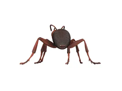 Ant Ant Low-poly 3D model