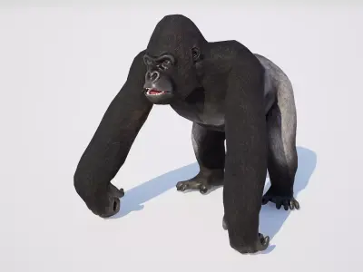 Gorilla 3D model shop