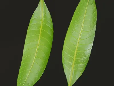 Mango Leaf - Single Realistic Game Ready and HQ Low Poly Low-poly 3D model