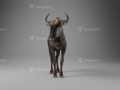 Connochaetes Animation - VFX Grace Blender 3D model