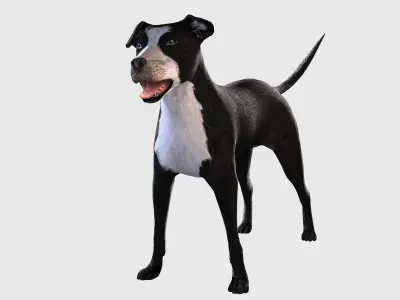 Dog Rigged  Low-poly 3D model