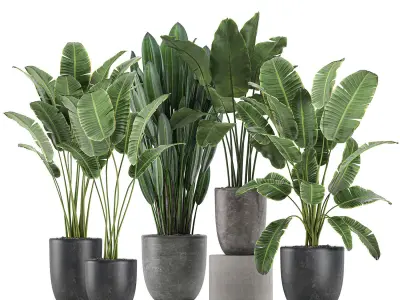 Decorative plants for the interior in flowerpots 614 3D model