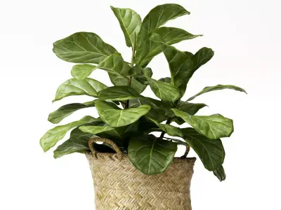 ficus lyrata min 3D model