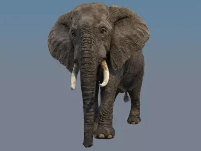 Elephant walk 3D model