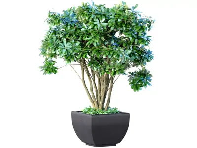 Decorative garden Money tree in a modern potted flowerpot 3D model