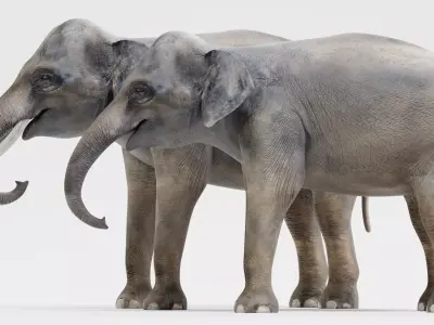 -Asian Elephants- Low-poly 3D model