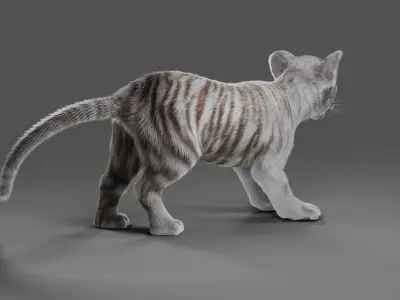 Fur White Tiger Cub Rigged in Blender  Low-poly 3D model
