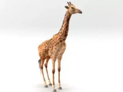 GIRAFFE 3D model 7