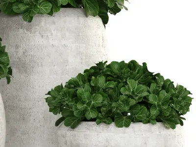 Collection of plants in pots 3D model