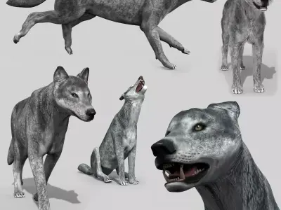 Wolfgang - 3d animated wolf model Low-poly 3D model