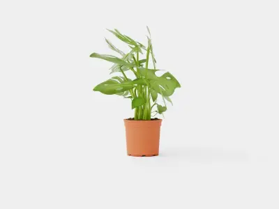 Monstera del touffe Low-poly 3D model