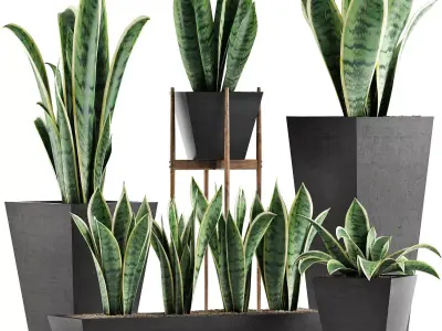 Plants Collection 29 3D model