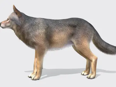 Wolf - Male Low-poly 3D model