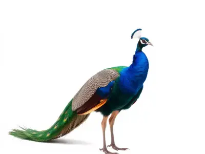 Vibrant Peacock Elegance model pack Low-poly 3D model