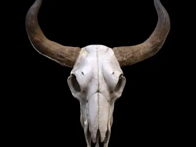 longhorn skull Low-poly 3D model