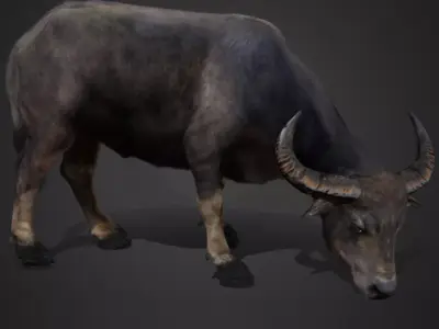 Asian Buffalo - Water Buffalo Realistic 3D model