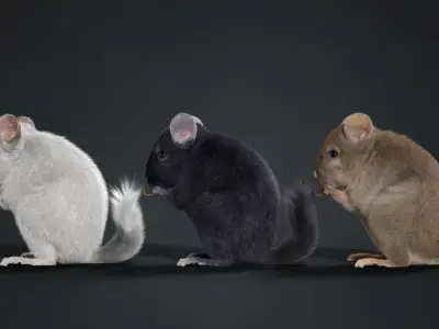 Chinchilla Animated VFX Grace 3D model