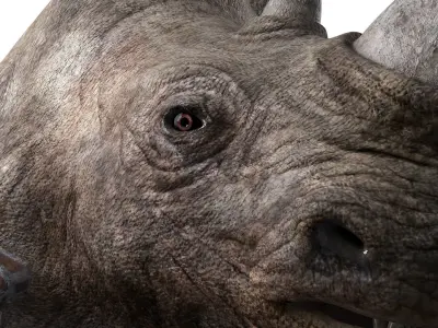 rhino warrior game character  version 2 Low-poly 3D model