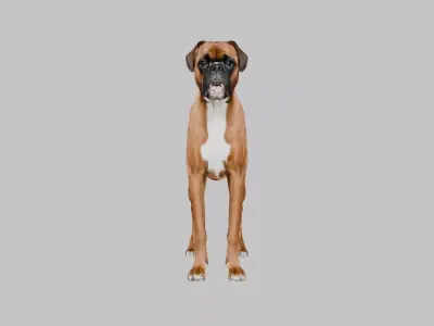 A detailed Boxer dog Low-poly 3D model