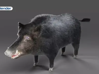 Fur Black Wild Boar NO Rigged in Blender Low-poly 3D model