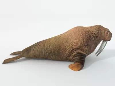 Walrus Low-poly 3D model purchase
