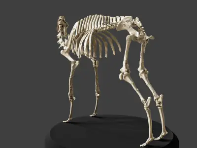 Realistic Camel Skeleton 3D model