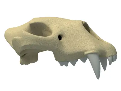 3D Skull of Lion  3D model