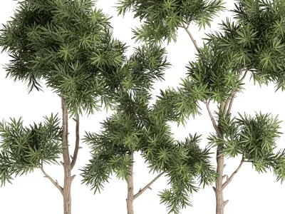Decorative trees in a white flowerpots 760 3D model