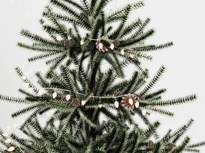 Christmas tree 9 with snow 3D model