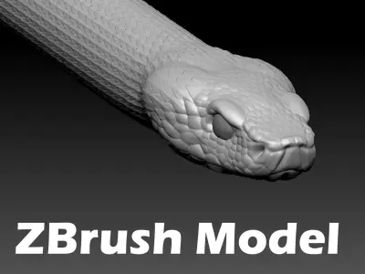 Asp Zbrush Model 3D model
