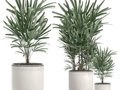 Decorative palm in a white flowerpot 521 3D model