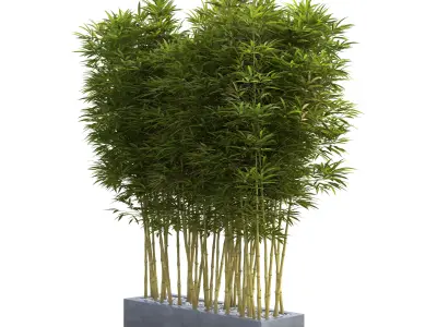 Bamboo Phyllostachys Aurea in a flowerpot 3D model