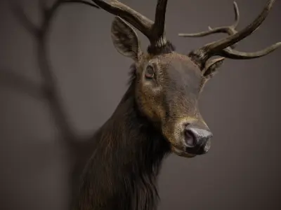 Elk Trophy Head - Photorealistic PBR Low-poly 3D model