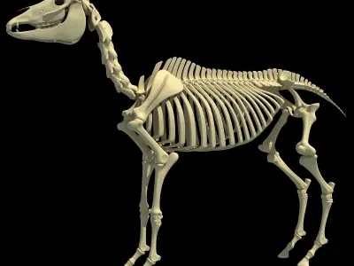 Skeleton Set of 3D Animals 3D model