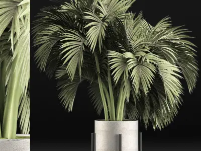 Plants Collection 138 Big Palm 3D model
