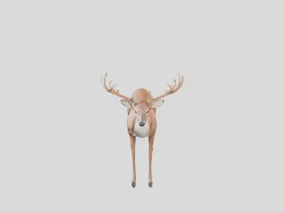 Stylized Whitetail Deer 3D Model Low-poly 3D model