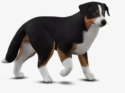 dog AustralianShepherd Low-poly 3D model