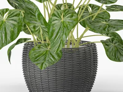 Plant philodendron 3D model