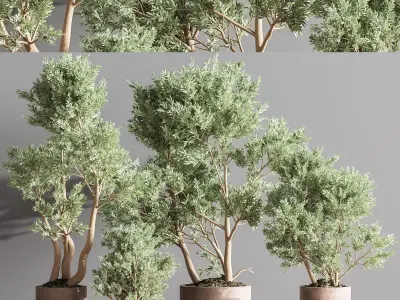IndoorPlantSet22 eucalyptus trees in concrete pots 3D model