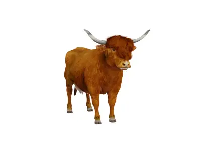 Highland Cattle Low-poly 3D model