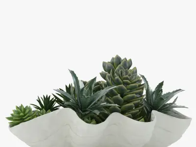 Succulents in a Giant Clam Bowl 3D model