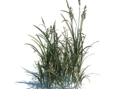 Decorative Grass 3D model