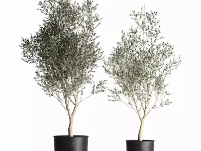 Olive tree in a flowerpot for the interior 967 3D model