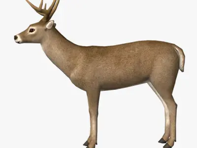 Deer Model with antlers Low-poly 3D model