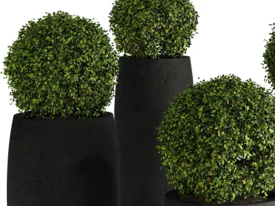 Aglaia odorata plant 01 3D model