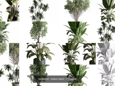 collection  indoor plant