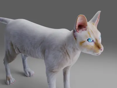 Cat White NO Rigged in Blender Low-poly 3D model