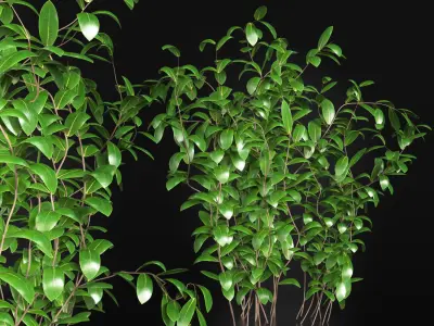 Garden set bush and Tree Set05 3D model